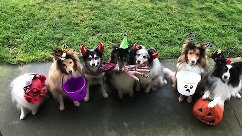 Trick-or-treating dogs ready for Halloween