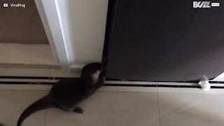 Snedig oter leter etter mat i kjøleskap
