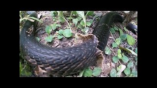 Hunting Dogs Detecting Giant Snakes Are Immediately Close to Home