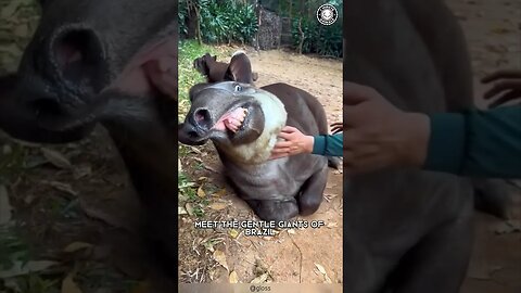 Brazilian Tapir ❤️‍🔥 Cuddliest Giants of Brazil!