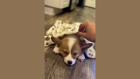 Cute Puppy Nap Time💖😴
