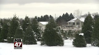 Christmas tree shortage