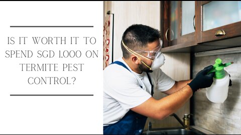 Is It Worth It to Spend SGD 1,000 on Termite Pest Control?