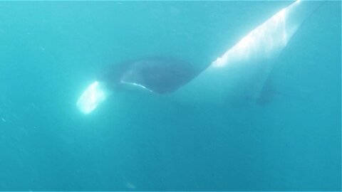 Swimmer has unforgettable face-to-face meeting with 21 foot Giant Manta Ray