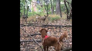 Golden Retriever meets deer while on a walk