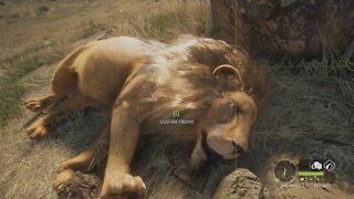 COTW: The Hunter Call of The Wild Diamond Lion with a BOW!!