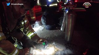 Firefighters Revive Dog Using CPR