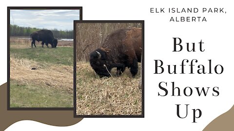 Buffalo Grazing at Elk Island National Park