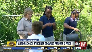 St. Pete kids growing peppers and pride in Edible Peace Patch