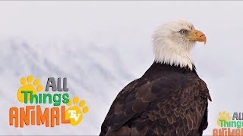 BALD EAGLE | Animals For Kids | All Things Animal TV
