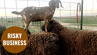 Daring baby goat spends her days ‘sheep-hopping’ on family farm