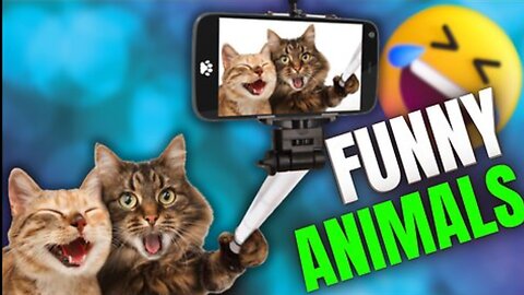 Funny animal videos | Cute animal videos | Funny dog&cat video| Cat funny React video😱😱