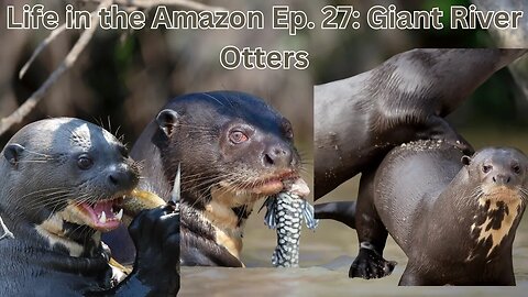 Life In The Amazon Ep. 27: Giant River Otters