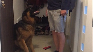 German Shepherd puppy reunites with owner after work
