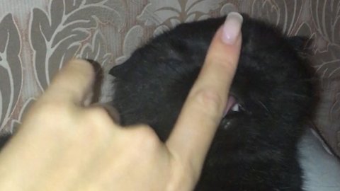cute cat licks mistress. Fun viral video
