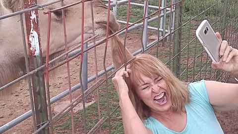 Camel Rips Out Woman's Hair