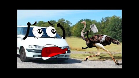 Ostrich in Battle Against Monster Car Doodles | Funny Pet Videos 2021 |Life Funny Pets |Woa Doodland