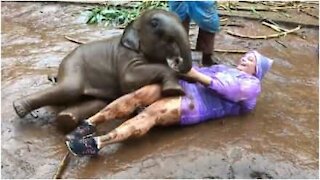 Cucciolo di elefante rotola nel fango con la turista