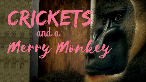 Crickets and a Merry Monkey | Crickets and Monkeys | Ambient Sound | What Else Is There?