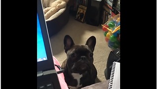 Needy French Bulldog Would Cry For His Owner's Attention