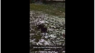 Happy pup makes the most of being alone at dog park