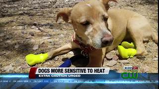 Dogs suffer when people underestimate heat