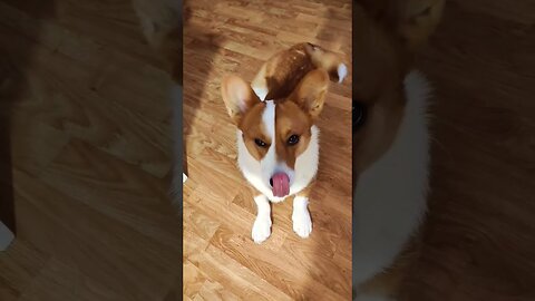 Corgi puppy shorts