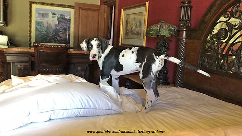 Great Dane puppy big enough to jump onto owner's bed