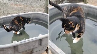 Miraculous Footage Shows 'Jesus Cat' Walking On Water