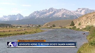 Sockeye returns extremely low