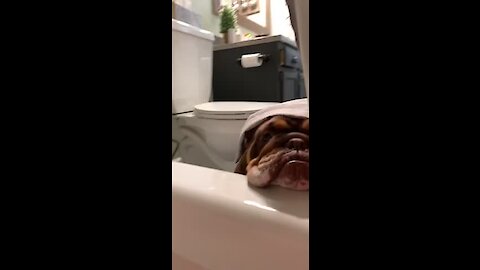 Jealous bulldogs really want to join their owner for a bath