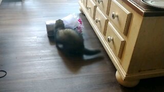 Noodle the Ferret trying to drag flowers