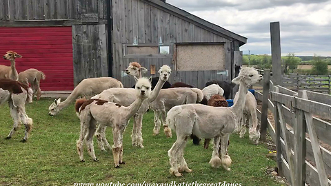 Funny Freshly Shorn Alpacas in Prince Edward County Ontario