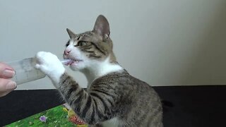 Adorable Little Cat Wants to Drink From Baby Bottle