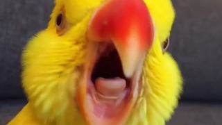 Parrot crows exactly like a rooster