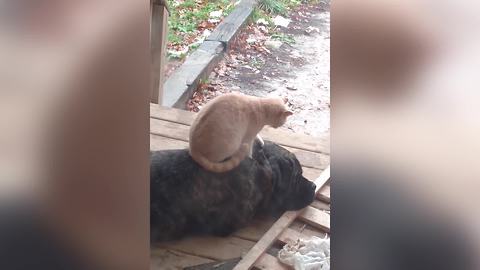 "Cat Gives Dog A Back Rub"