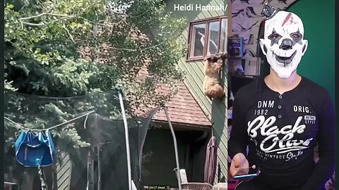 Bear climbs through Colorado house's window —see the wild video!