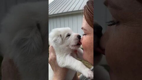 Anyone else love puppy breath? ❤️ #puppies #puppy #greatpyreneespuppy