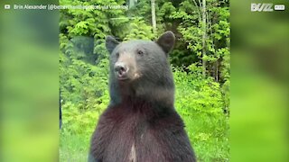 Curious bear stands up to peer inside vehicle