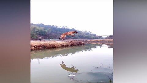 dog jumping the river