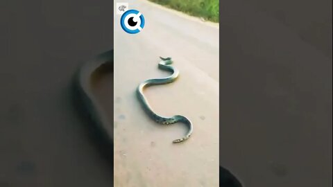 Cobra Cruzando a Estrada | Por vidasnopantanal (Ig) #piton #pitongigante #cobra