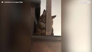 La terreur se lit dans les yeux de ce chat!