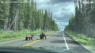 Des cyclistes terrifiés par la présence d'ours