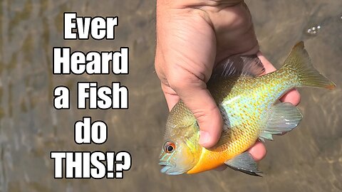 You won't believe the sound this fish made!!