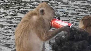Thai monkey drinks can of Coke