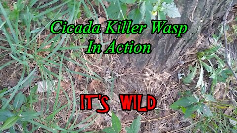 Cicada Killer Wasp – It’s Wild