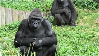 Gorilla claps at keepers for more food