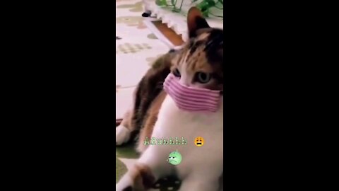 Funny Cats 🐈