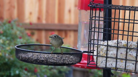 Ruby-Crowned Kinglet and Finches