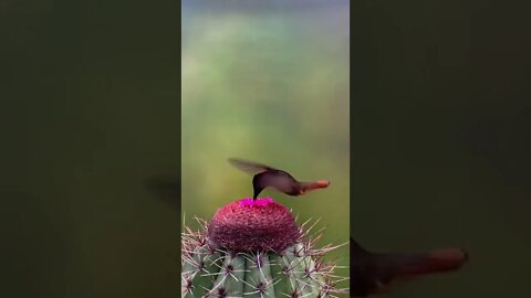 The male ruby hummingbird shines in the sun